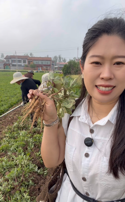 破解赤芍苗采收难题！丰锐小网格式输送收获机，轻松实现稳定无损抢收